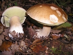 Funghi Sila